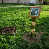 /album/fotogaleria-projekt-maly-les-vo-velkom-meste/img-0506-upr-jpg2/